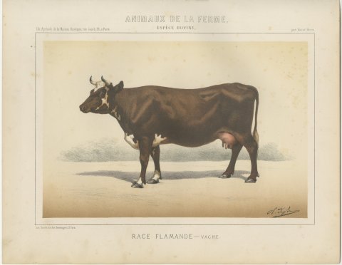 Flemish Cow, French Cattle Breed, Antique Chromolithograph by Borie, 1863, view 2