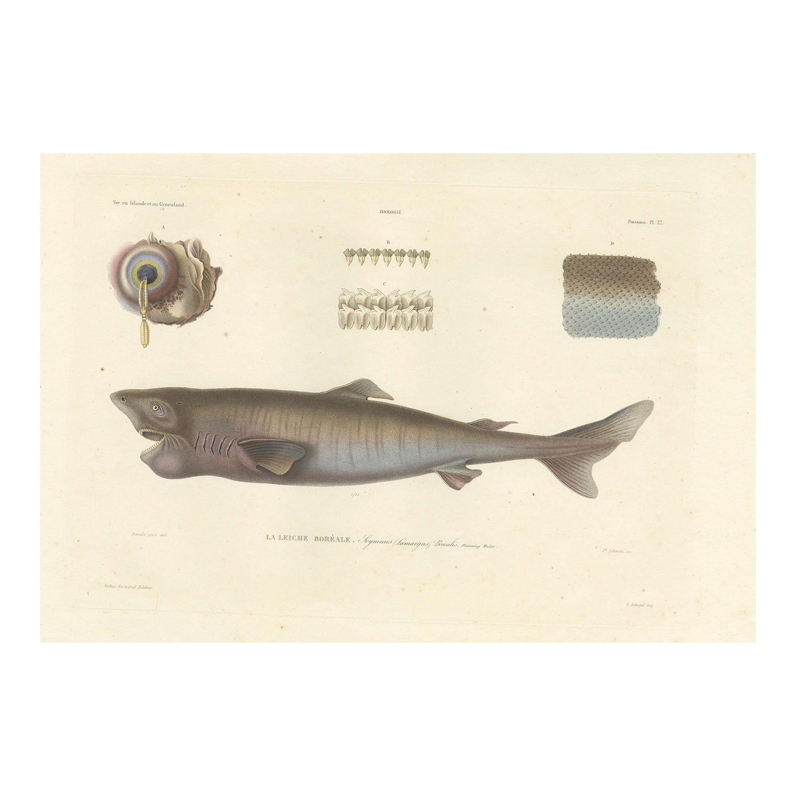 Antique Print of Greenland Shark with Detail Views, Paris, circa 1845