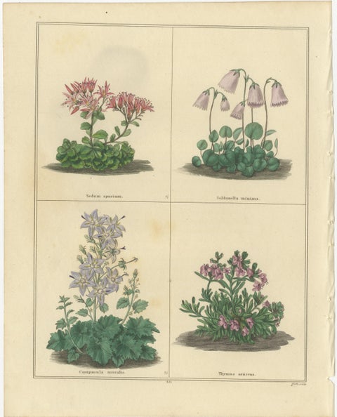Pair of Victorian Botanical Flower Prints by B. Maund, London circa 1836, view 2