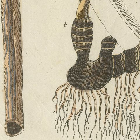 Cassia Cinnamon and Galangal Spices, Antique Bertuch Print, circa 1805, close-up 3