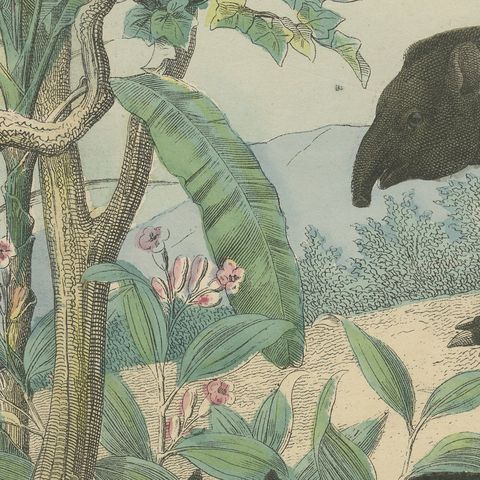 Antique Elephant and Rhinoceros Print with Tapir, Kolb Mammals, circa 1890, close-up 6