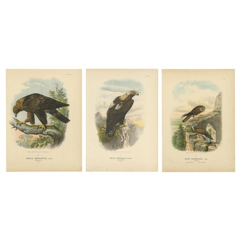 Birds of Prey, Antique Prints of Eagles and Falcons, Set of Three, 1894