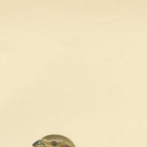 Antique Bird Print of the Corn Bunting by Von Wright, 1927, close-up 1