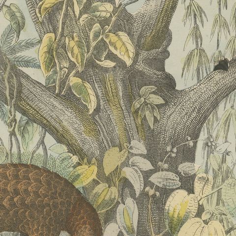 Antique Platypus, Anteater and Sloth Print with Pangolin, Kolb, circa 1890, close-up 4