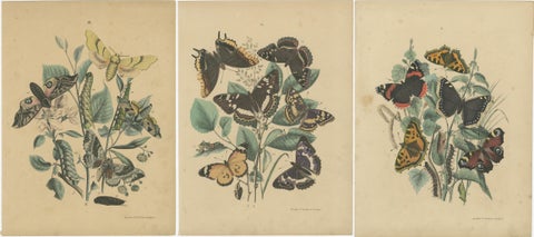 Exquisite 19th-Century Butterfly Lithographs: A Study of Exotic Lepidoptera, view 5