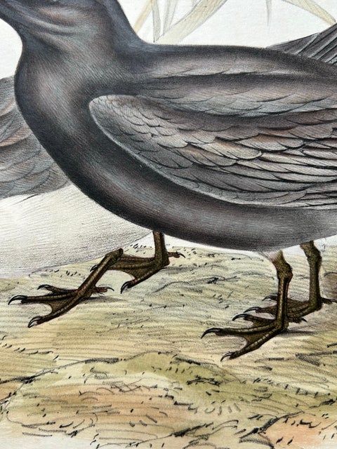 Black Tern, Antique Bird Lithograph by John Gould, c.1832, view 9