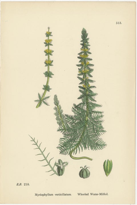 Botanical Engravings of Enchanter’s Nightshade and Water-Milfoil Species, 1902, view 3