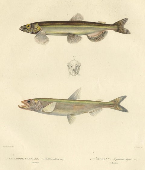 Capelin & Smelt, Antique Ichthyology Print, Greenland, Gaimard Voyage 1842, close-up 5
