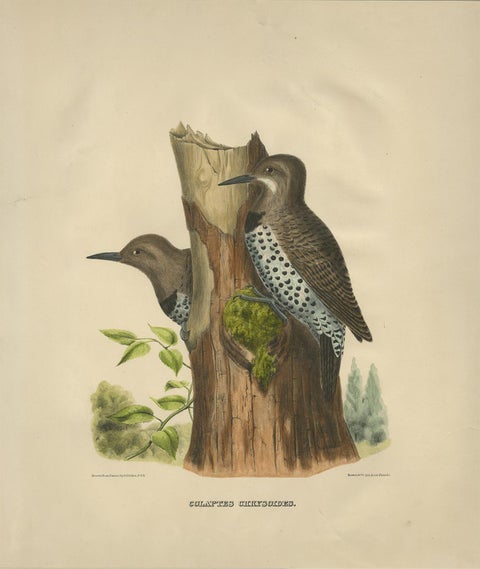 Antique Bird Print of Gilded Flickers Made After D.G. Elliot, 1869, view 3