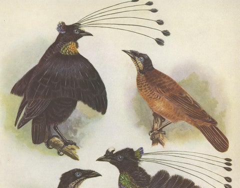 Antique Print of the Lawes Six-Plumed Bird of Paradise and Others, 1950, view 2