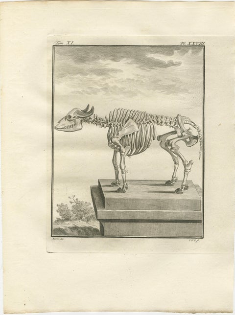 Set of 3 Antique Quadruped Anatomy Engravings, Buffon Scientific Plates 1769, view 4