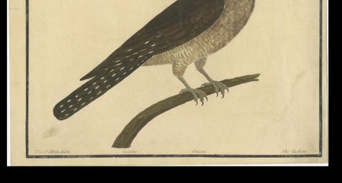 Antique Hand-Colored Engraving of The Cuckoo by Eleazar Albin, circa 1730, close-up 5