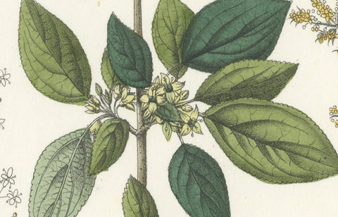 Hand-Colored Botanical Lithograph of Madder, Buckthorn, Cleavers, 1854, close-up 1