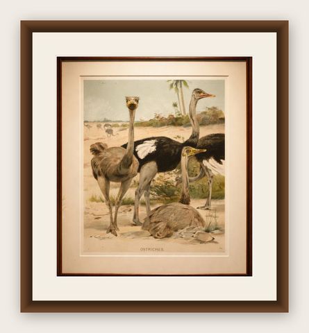 Antique Ostrich Print Exotic Birds Africa Scene Chromolithograph c.1895, shown framed