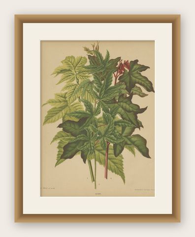 Antique Flower Print of the Acer Palmatum, 1879, shown framed