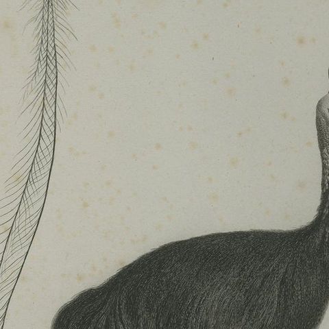 Antique Print of a Cassowary Bird by Miger 'c.1808', close-up 2