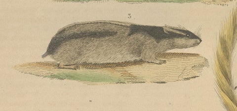 Diverse Rodentia: Squirrel, Cuban Hutia, and Lemming-like Rodent, 1845, close-up 2