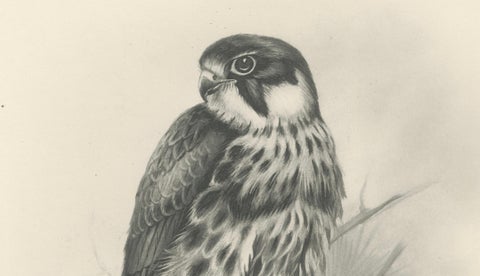 Antique Eurasian Hobby Falcon Print by Lilian M. Medland, circa 1908, close-up 6