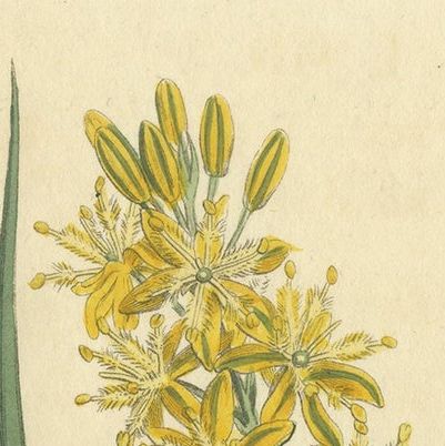 Original Antique Botany Print of Bulbine Cepacea, 'South Africa', 1812, close-up 1