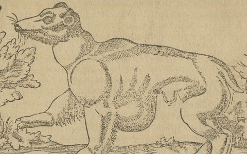 Rare 1592 Woodcut of Exotic Animal from Sebastian Münster's "Cosmographia", close-up 1
