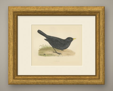 Blackbird on Grassy Ground, Antique Hand Colored Bird Print, Morris, 1896, shown framed