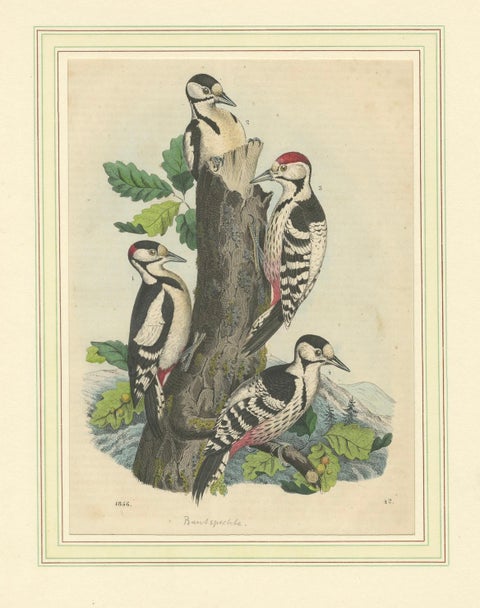 Woodpeckers in Harmony: An 1856 Avian Study in a Hand-Coloured Lithograph, close-up 5
