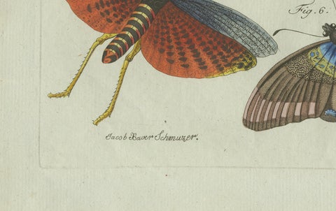 Original Antique Print of Exotic Insects, Spider and Butterfly by Bertuch, 1800, close-up 2