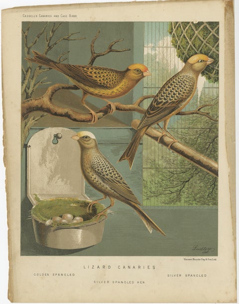 Antique Bird Print of the Lizard Canaries, Golden-Spangled and Others, view 3