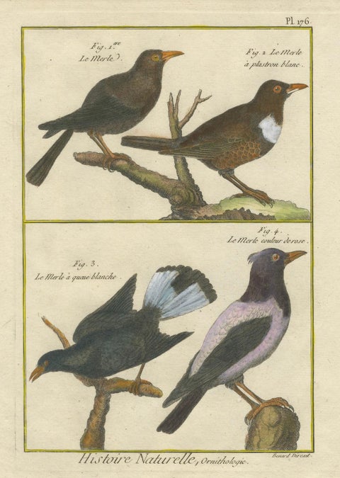 Hand-Colored Engraving of Blackbird Species from Histoire Naturelle, 1790, close-up 3