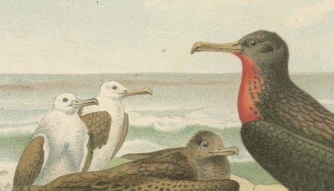 Antique Frigate Bird & Tropic Bird Print, Coastal Scene Lithograph, c.1895, close-up 3