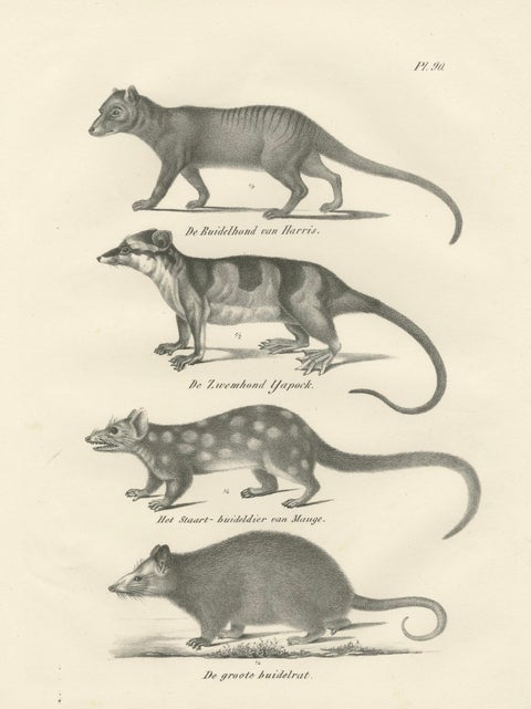 Rare 19th-Century Lithograph of Marsupials Including the Thylacine and Yapok, close-up 5