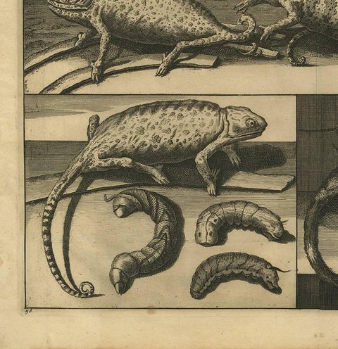 Antique Engraving of Chameleons and Rodents, Circa 1700, view 4