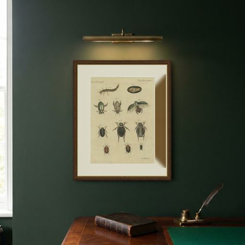Diving Beetles and Water Beetles with Larva, Antique Bertuch Print, circa 1815, shown framed on a wall