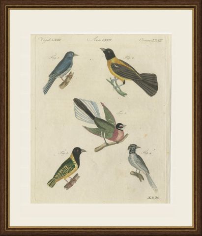 Five Exotic Birds, Antique Bertuch Print, Vienna, circa 1805, shown framed