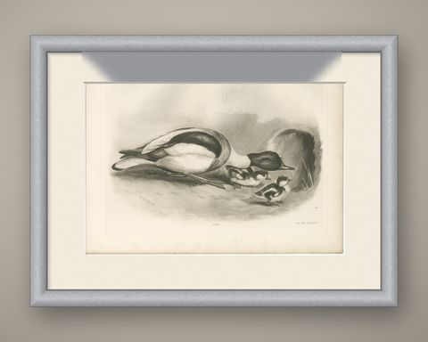 Shelduck and Ducklings, Antique Bird Print after Lilian Medland, circa 1909, shown framed