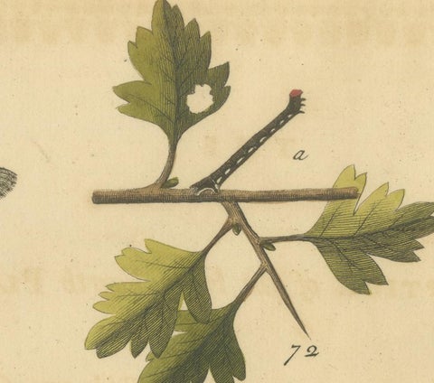 English Moths on Oak, Hand-Colored Insect Engraving, Eleazar Albin 1720, view 3