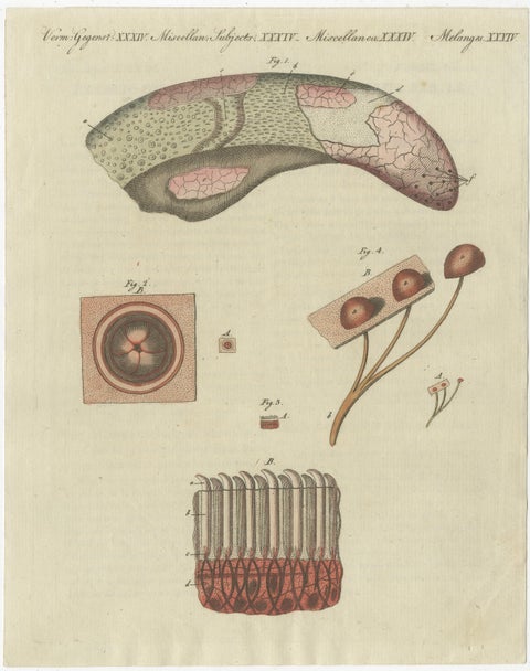 Antique Print of the Examination of a Beef Tongue of a Cow, view 2