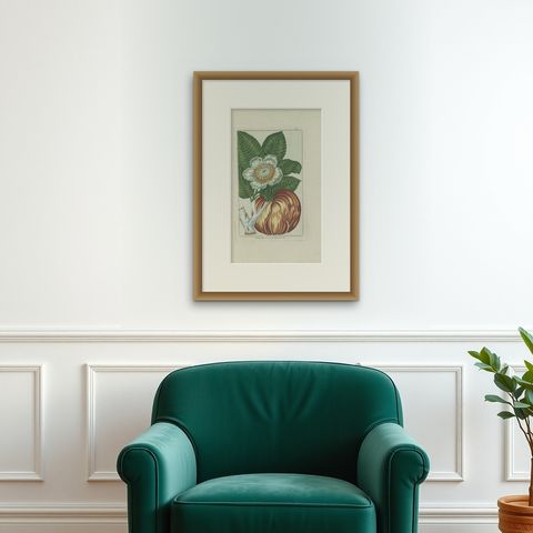 Antique Botany Print of Dillenia Indica by Buchoz, circa 1785, shown framed on a wall