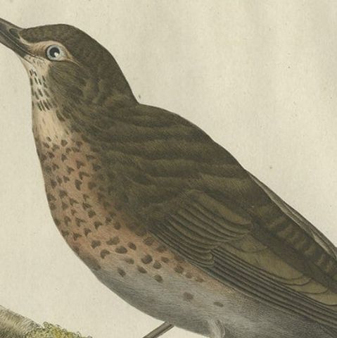 Antique Hand-Coloured Bird Print of the Fieldfare, 1797, close-up 1