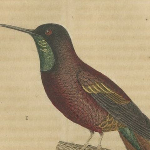 Old Bird Print of a Crimson Topaz and a Long-billed Starthroat Hummingbird, 1845, close-up 1