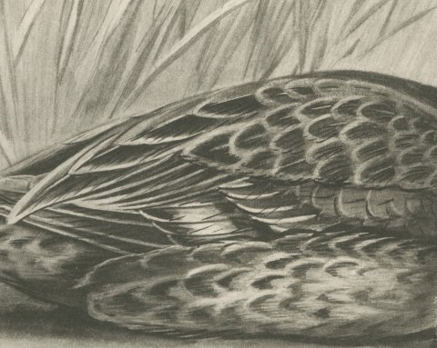 Female Teal with Two Downy Young, Plate CLXXVII after Lilian Medland, c. 1909, close-up 2