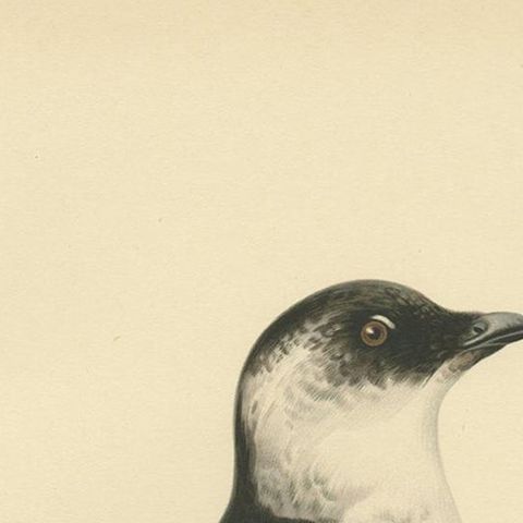 Antique Bird Print of the Little Auk or Dovekie by Von Wright '1929', close-up 1
