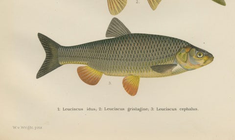 Dace and Chub - Graceful Scandinavian Freshwater Fish Lithograph, 1895, close-up 2