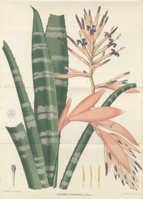 Antique Botanical Lithograph, Rohan’s Billbergia, de Vriese, 1856, close-up 2