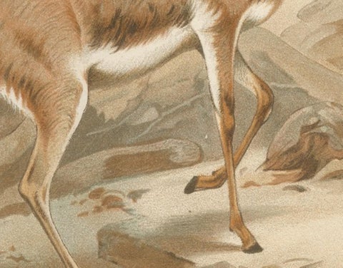 Dorcas Gazelle, Antique Desert Antelope Chromolithograph, 1894, view 6