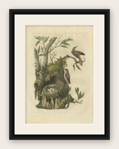 Antique Bird Print of the Certhia by Sepp & Nozeman, 1770, shown framed