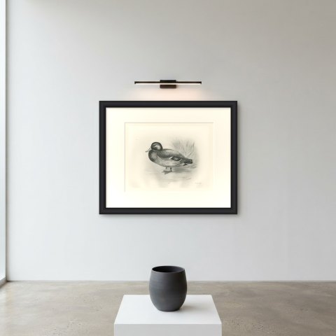 Mallard Drake by a Reed Bed, Plate CLXIX after Lilian Medland, c. 1909, shown framed on a wall