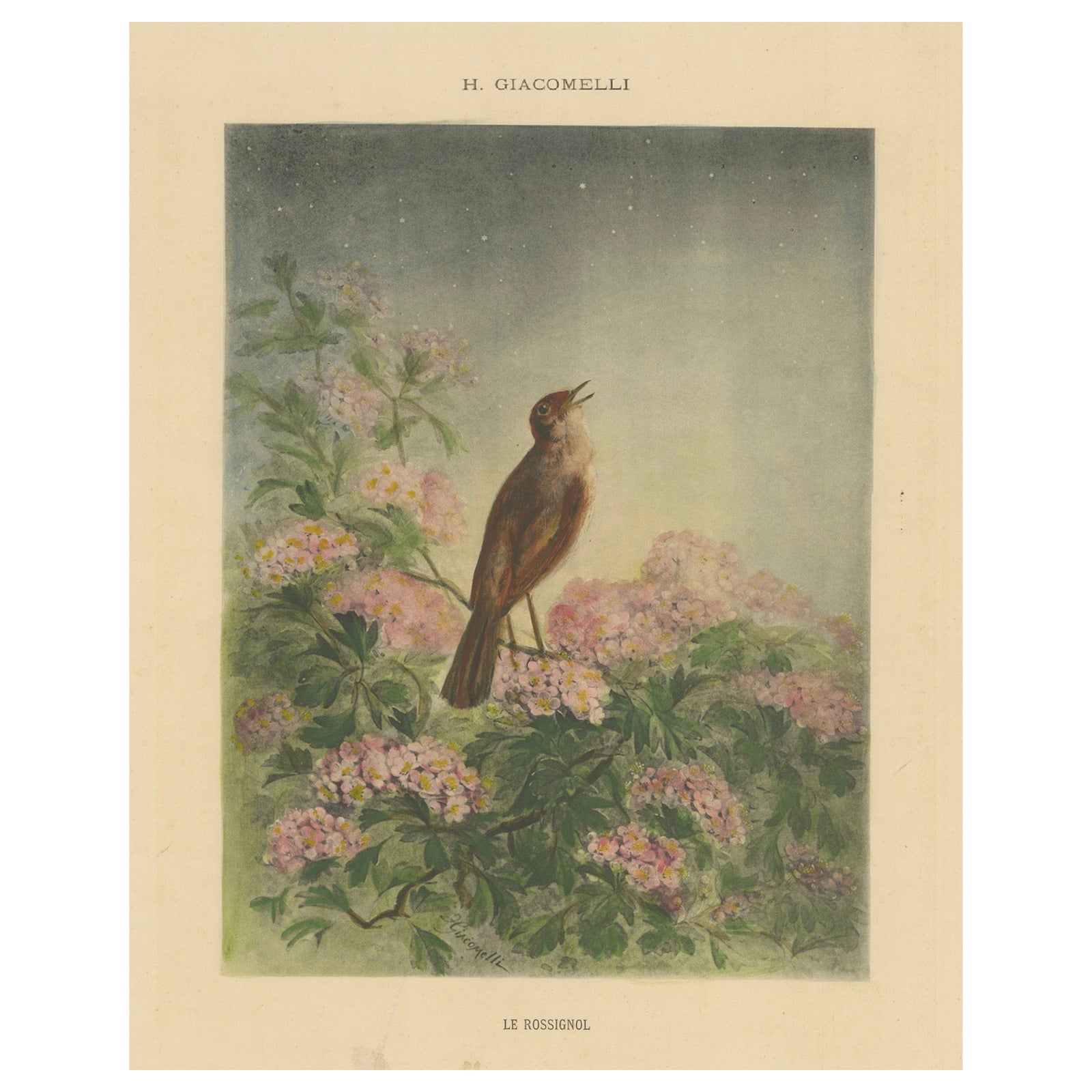 The Nightingale's Song - Giacomelli’s Floral and Avian Art, Circa 1891