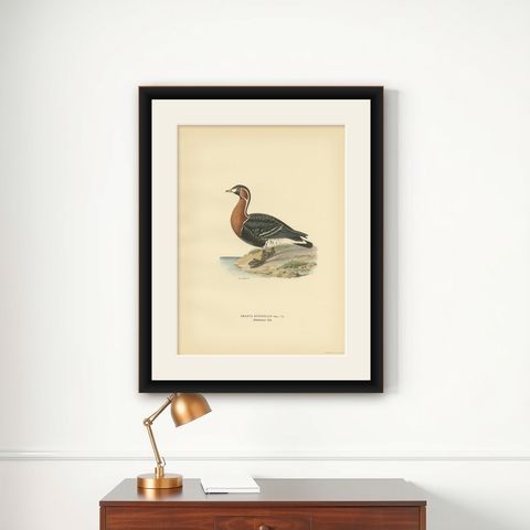 Antique Bird Print of the Red-Breasted Goose by Von Wright '1929', shown framed on a wall