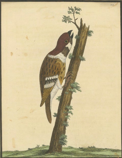 Antique Hand-Colored Engraving of A Hamburgh Treecreeper by Eleazar Albin, 1735, close-up 2